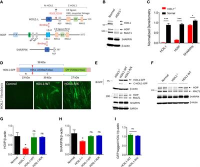 MALT1-Dependent Cleavage of HOIL1 Modulates Canonical NF-κB Signaling and Inflammatory Responsiveness